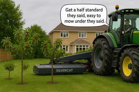 What is a half-standard cherry tree form?